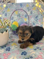 Burkley , a male Yorkshire Terrier for sale in Oktaha, OK – Photo 6 of 10