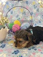Burkley , a male Yorkshire Terrier for sale in Oktaha, OK – Photo 10 of 10
