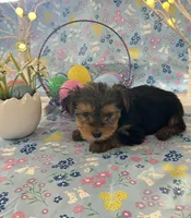 Burkley , a male Yorkshire Terrier for sale in Oktaha, OK – Photo 5 of 10