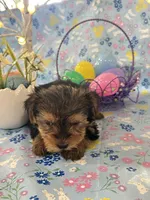 Burkley , a male Yorkshire Terrier for sale in Oktaha, OK – Photo 4 of 10