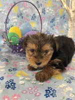 Burkley , a male Yorkshire Terrier for sale in Oktaha, OK – Photo 1 of 10