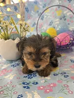 Burkley , a male Yorkshire Terrier for sale in Oktaha, OK – Photo 2 of 10