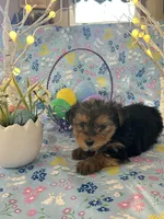 Burkley , a male Yorkshire Terrier for sale in Oktaha, OK – Photo 7 of 10