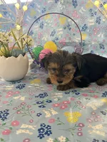 Burkley , a male Yorkshire Terrier for sale in Oktaha, OK – Photo 9 of 10