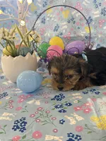 Burkley , a male Yorkshire Terrier for sale in Oktaha, OK – Photo 8 of 10