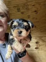 Benji, a male Yorkshire Terrier for sale in Oktaha, OK – Photo 1 of 3