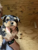 Benji, a male Yorkshire Terrier for sale in Oktaha, OK – Photo 3 of 3