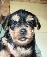 Bandit, a male Yorkshire Terrier for sale in Oktaha, OK – 2 of 6