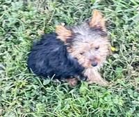 Izzy, a female Yorkshire Terrier for sale in Oktaha, OK – 6 of 6