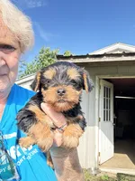 Bandit, a male Yorkshire Terrier for sale in Oktaha, OK – 3 of 6