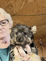 Teddy Bear, a male Yorkshire Terrier for sale in Oktaha, OK – 4 of 5