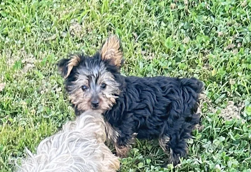 Chloe – Yorkshire Terrier puppy for sale in Oktaha, OK