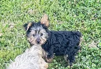 Chloe, a female Yorkshire Terrier for sale in Oktaha, OK – 1 of 6