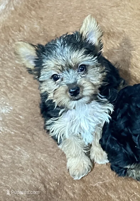 Izzy – Yorkshire Terrier puppy for sale in Oktaha, OK