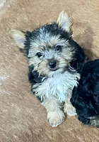 Izzy, a female Yorkshire Terrier for sale in Oktaha, OK – 1 of 6