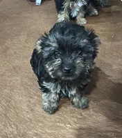 Teddy Bear, a male Yorkshire Terrier for sale in Oktaha, OK – 2 of 5