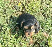 Bandit, a male Yorkshire Terrier for sale in Oktaha, OK – 6 of 6