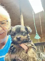 Chloe, a female Yorkshire Terrier for sale in Oktaha, OK – Photo 5 of 5