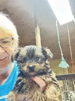 Chloe, a female Yorkshire Terrier for sale in Oktaha, OK – Photo 2 of 5