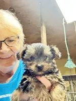 Chloe, a female Yorkshire Terrier for sale in Oktaha, OK – Photo 3 of 5