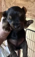 Chloe, a female Yorkshire Terrier for sale in Oktaha, OK – Photo 1 of 5