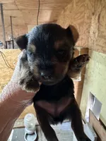 Chloe, a female Yorkshire Terrier for sale in Oktaha, OK – Photo 4 of 5