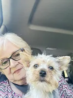 Missy, a female Yorkshire Terrier for sale in Oktaha, OK – 5 of 10