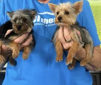 Missy, a female Yorkshire Terrier for sale in Oktaha, OK – 2 of 10