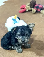 Chloe, a female Yorkshire Terrier for sale in Oktaha, OK – 3 of 6