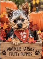 Mister, a male Yorkshire Terrier for sale in Oktaha, OK – 9 of 9