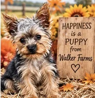 Mister, a male Yorkshire Terrier for sale in Oktaha, OK – 8 of 9