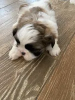 Toby, a male Shih Tzu for sale in Oktaha, OK – Photo 2 of 4