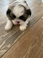 Toby, a male Shih Tzu for sale in Oktaha, OK – Photo 4 of 4