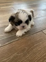 Toby, a male Shih Tzu for sale in Oktaha, OK – Photo 3 of 4