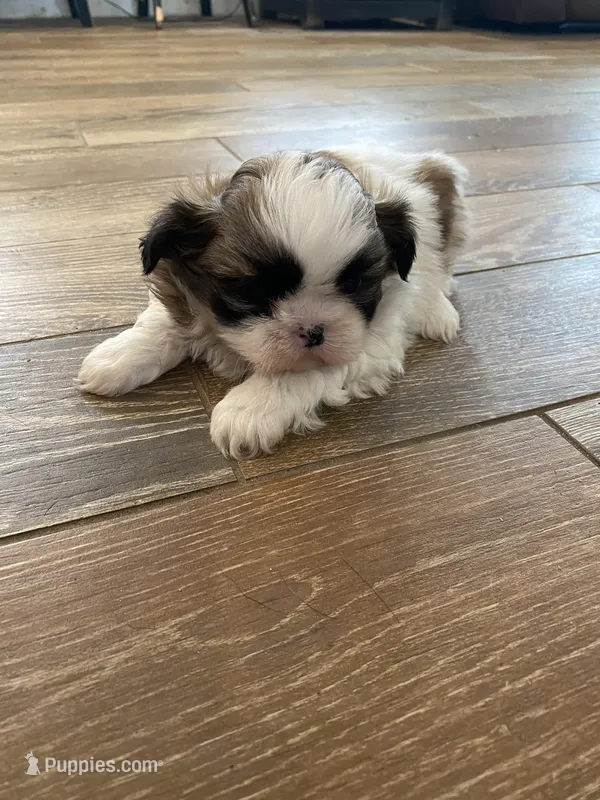 Toby, a male Shih Tzu for sale in Oktaha, OK – Photo 1 of 4
