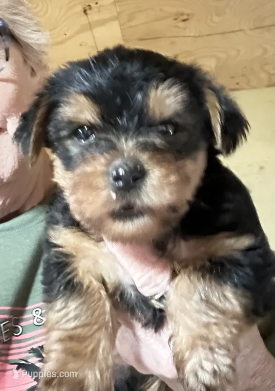 BART  – Yorkshire Terrier puppy for sale in Oktaha, OK