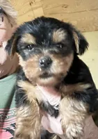 BART , a male Yorkshire Terrier for sale in Oktaha, OK – 1 of 5