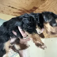 BART , a male Yorkshire Terrier for sale in Oktaha, OK – 5 of 5