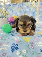 Brody, a male Yorkshire Terrier for sale in Oktaha, OK – Photo 7 of 10