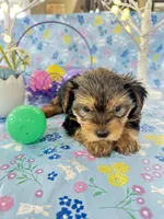Brody, a male Yorkshire Terrier for sale in Oktaha, OK – Photo 8 of 10