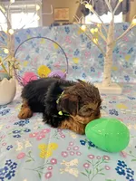 Brody, a male Yorkshire Terrier for sale in Oktaha, OK – Photo 2 of 10
