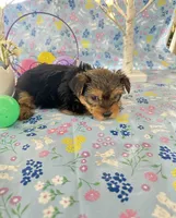 Brody, a male Yorkshire Terrier for sale in Oktaha, OK – Photo 6 of 10