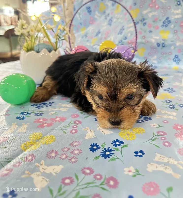 Brody – Yorkshire Terrier puppy for sale in Oktaha, OK