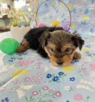 Brody, a male Yorkshire Terrier for sale in Oktaha, OK – Photo 1 of 10
