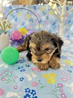 Brody, a male Yorkshire Terrier for sale in Oktaha, OK – Photo 3 of 10