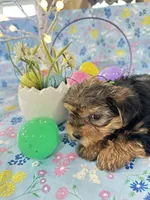 Brody, a male Yorkshire Terrier for sale in Oktaha, OK – Photo 4 of 10