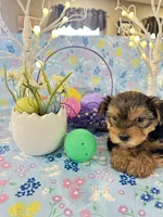 Brody, a male Yorkshire Terrier for sale in Oktaha, OK – Photo 10 of 10