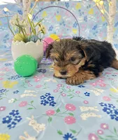 Brody, a male Yorkshire Terrier for sale in Oktaha, OK – Photo 5 of 10
