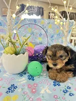 Brody, a male Yorkshire Terrier for sale in Oktaha, OK – Photo 9 of 10