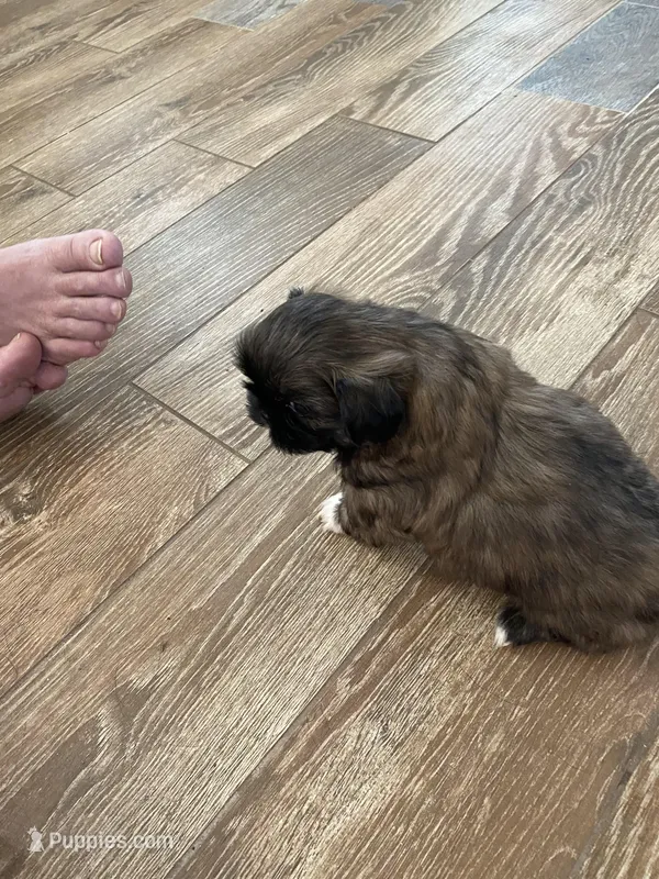 Sammy, a male Shih Tzu for sale in Oktaha, OK – Photo 1 of 5